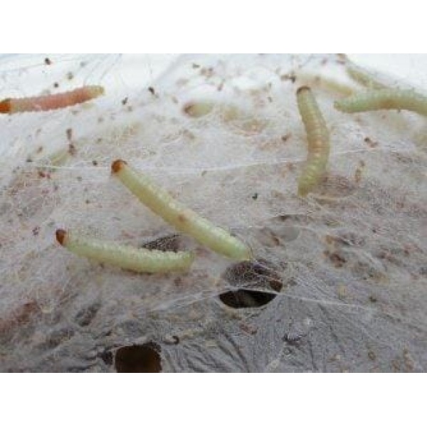 Corcyra larvae