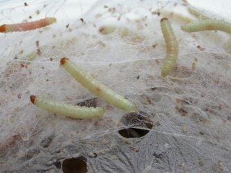 Corcyra Larvae