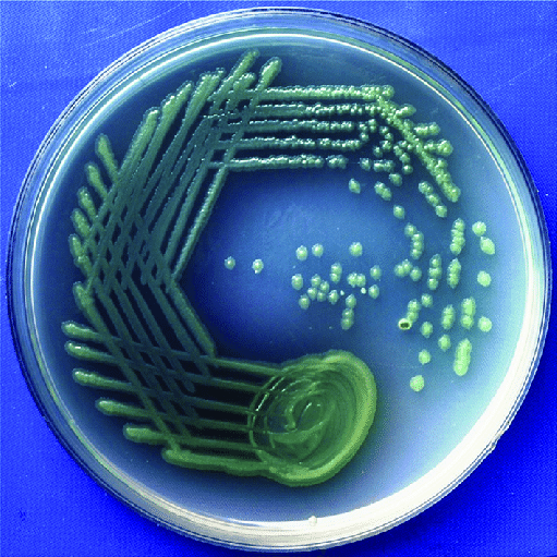 Pseudomonas