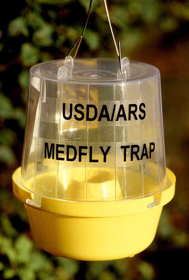 Medfly Trap